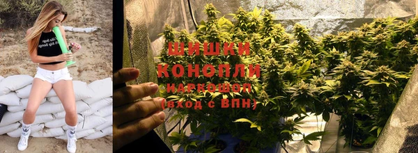 прущие грибы Балабаново